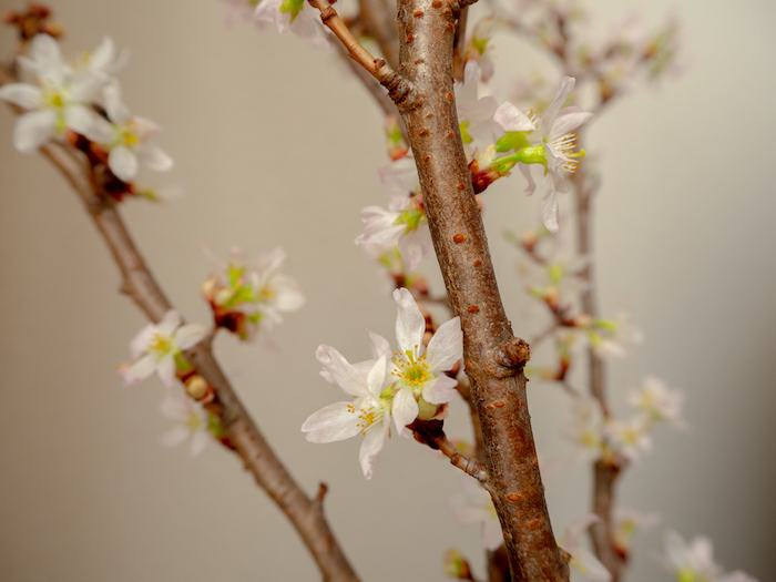 室内お花見の飾り付け～本物の桜を飾る～