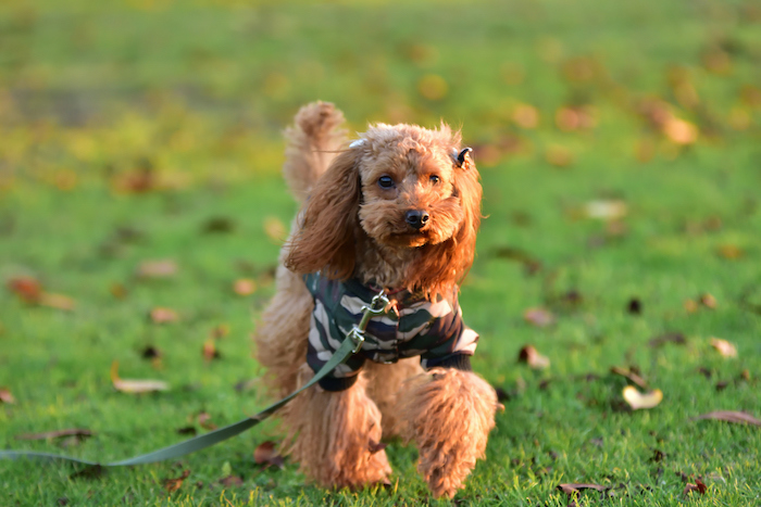 【愛犬におしゃれをさせてあげたい！】毎日が楽しくなるペットのウェアを選ぼう