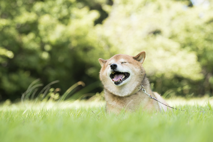 ひなたぼっこする犬