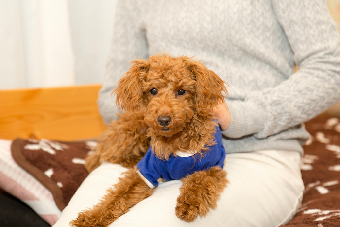 服を着て部屋でくつろぐ犬