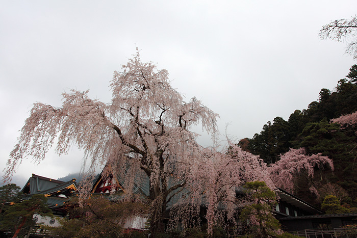 花曇り（はなぐもり）