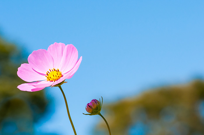 二つの花を対比させることで、主役を引き立てる