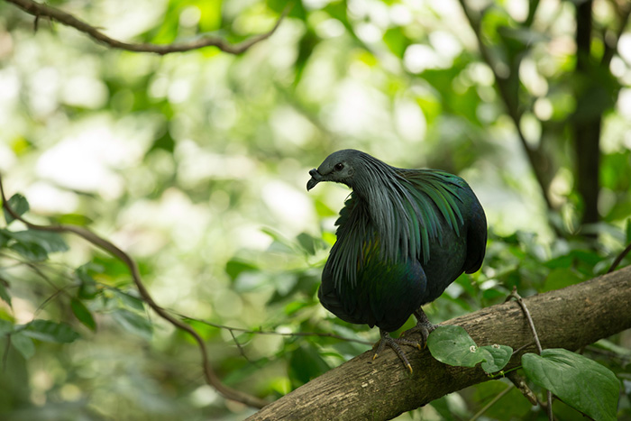 すばしっこい野鳥の姿をカメラで捉える