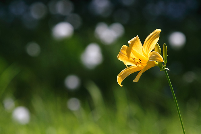 小さな花には寄りそって撮る