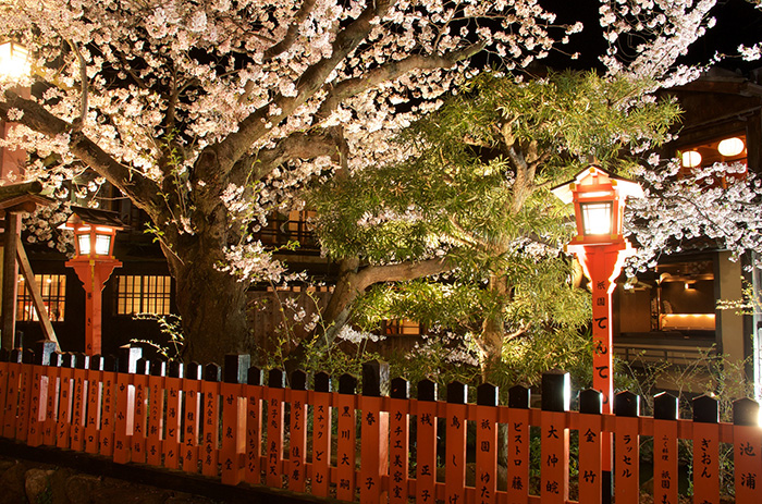 【京都】祇園白川宵桜　ライトアップ