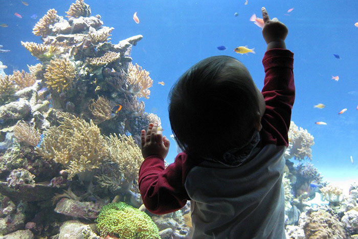 【このお魚、昨日釣ったね！】水族館の予習は、お魚釣りごっこ！