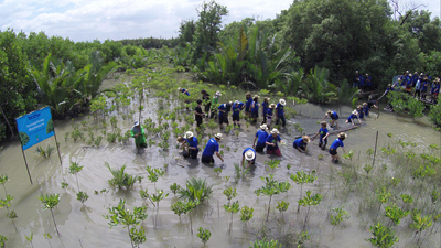 タイ：マングローブ林の再生プロジェクト